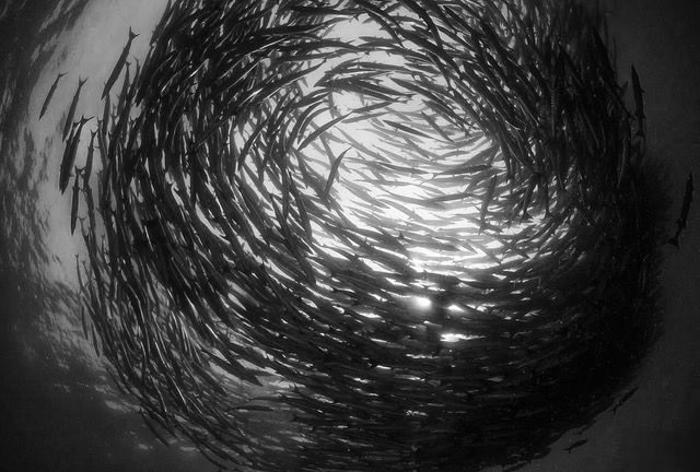 Barracuda, uno scatto di&nbsp;Alberto Podio&nbsp;appassionato di&nbsp;fotografia subacquea
