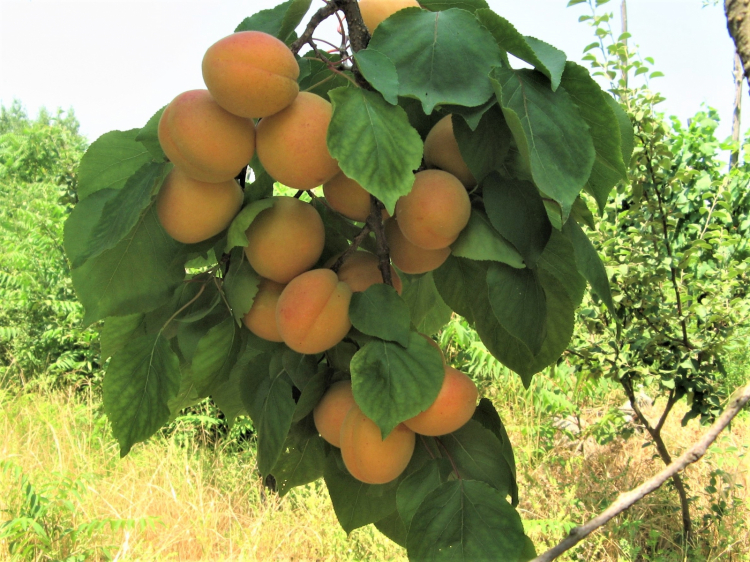 Apricots from Vesuvius
