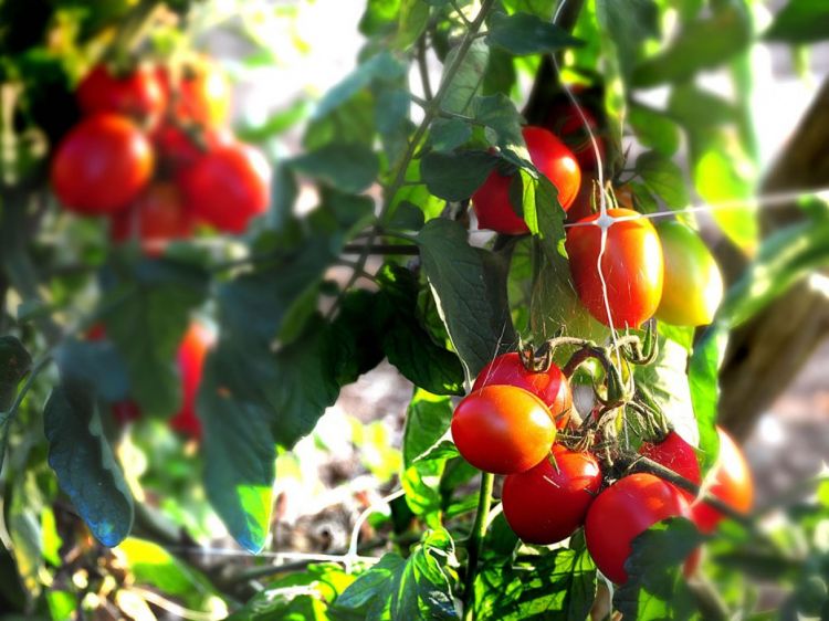I pomodori di Punta Campanella
