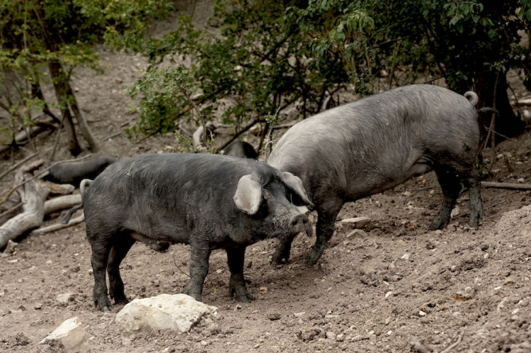 Gli allevamenti del Nero di Parma. 100% biologici
