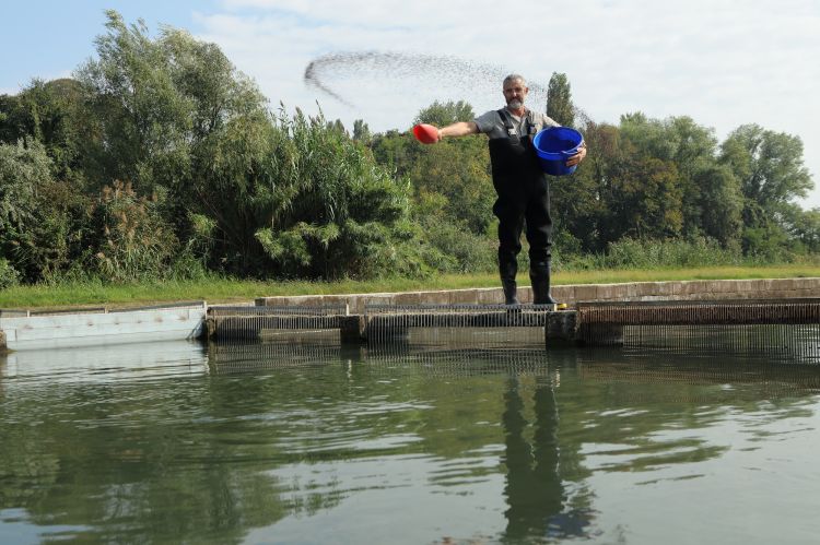 La lavorazione nelle vasche Cru Caviar