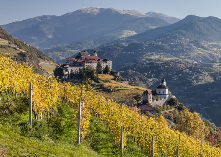 Guardare in alta quota, per il futuro: i vini dell