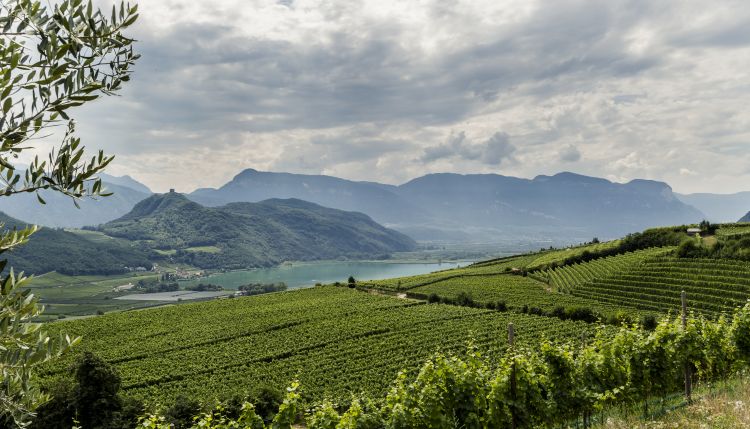Ripensare alla vigne: «Dobbiamo pensare oggi a quello che avverrà tra 20 anni»