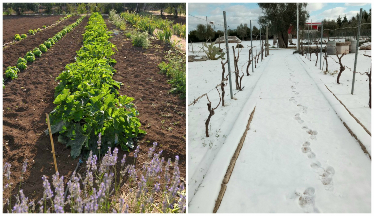 Troppo freddo anche in Puglia: i raccolti invernal