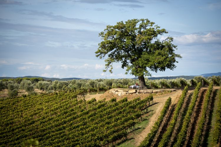 Uno scorcio della Tenuta Il Tesoro