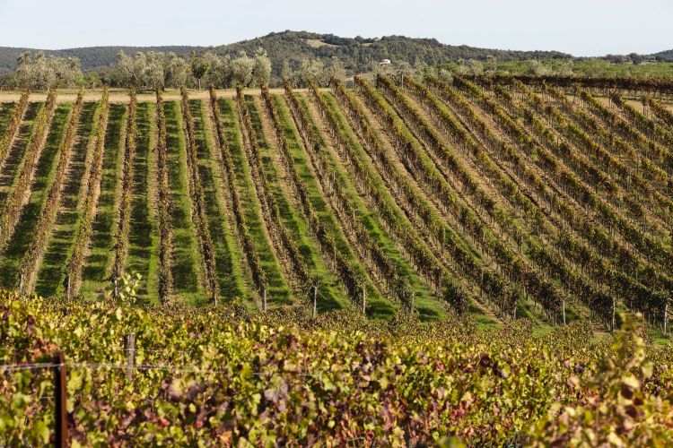 Un'immagine dei vigneti
