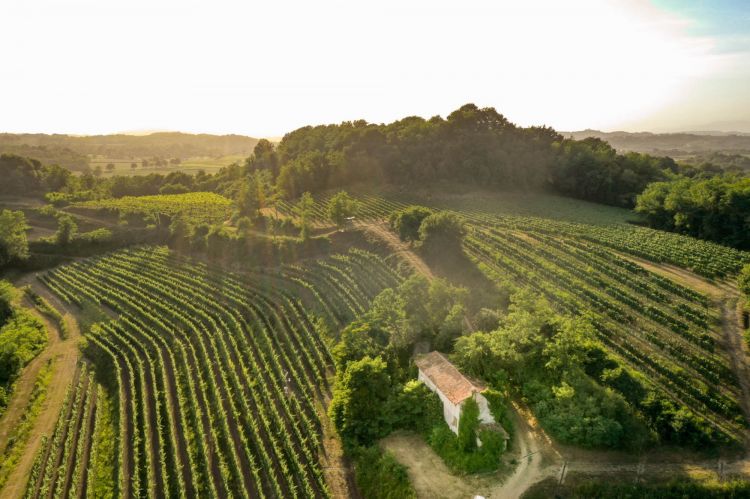 I vigneti di Attems sul Collo goriziano