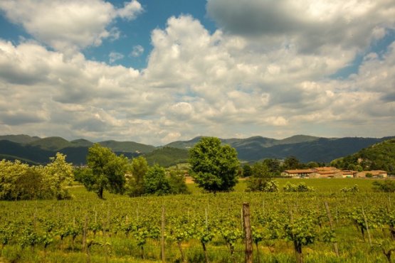 Un'azienda fra le vigne
