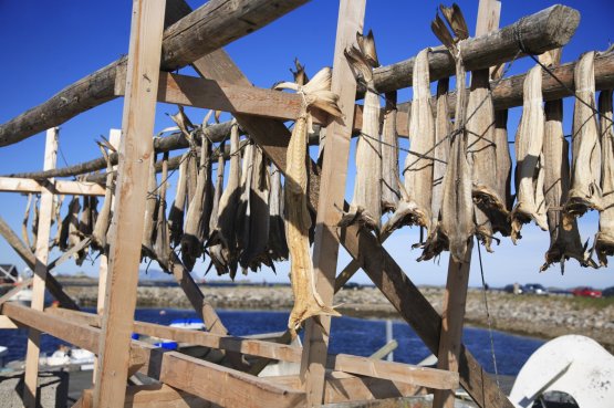Stockfish left to dry in the Lofoten Islands
