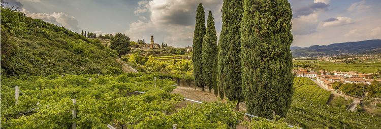 Il vigneto Monte Ca' Bianca dell'azienda Begali
