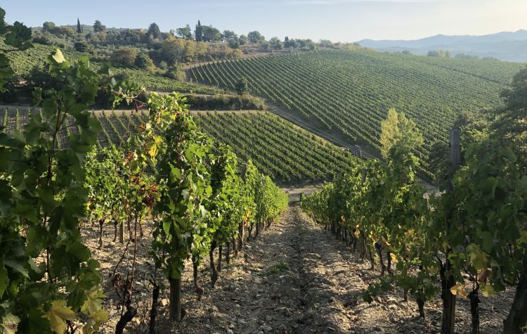 Uno scorcio dei vigneti dell'azienda