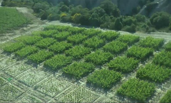 Una vista dall'alto delle vigne "bonsai" di Podere Le Ripi