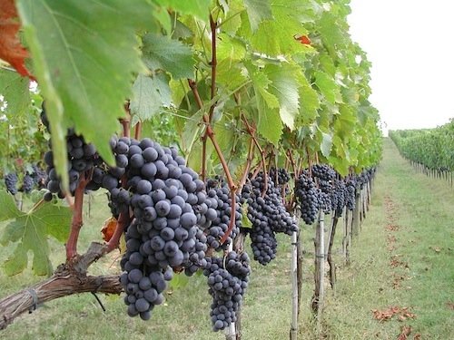 Brunello di Montalcino, 100% Sangiovese grapes (photo blog.dolcetradizione.it)