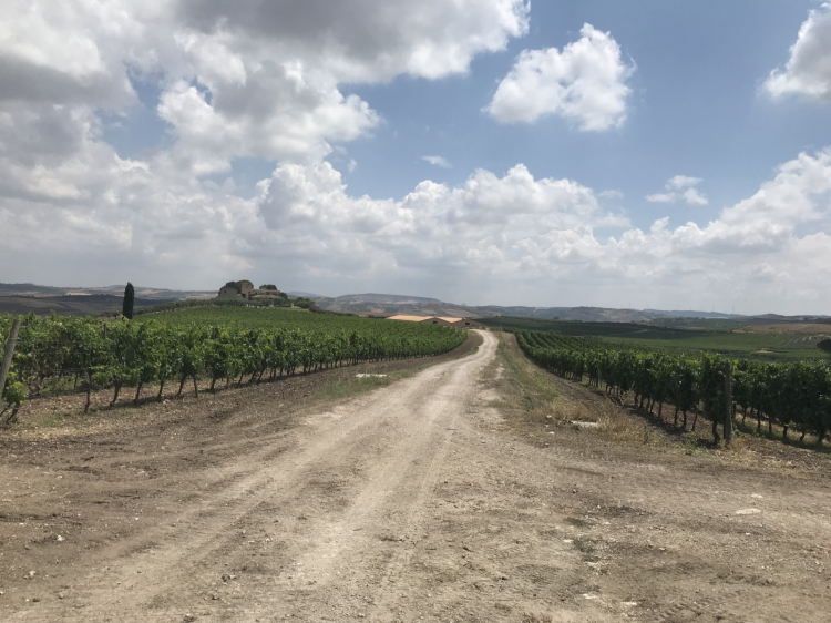 I vigneti dell'azienda e, in lontananza, il baglio
