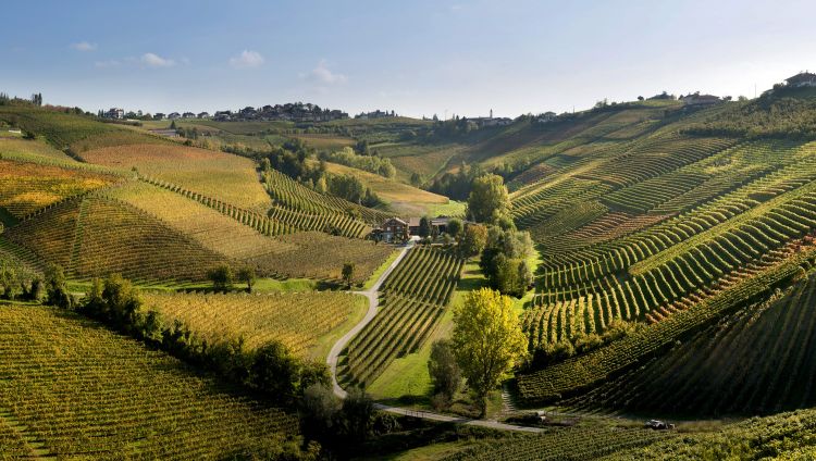 Un'altra bella immagine dei vigneti
