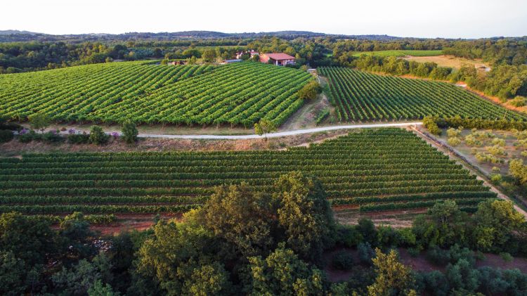 I vigneti di Ca' Rovere
