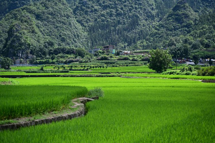 Campi di riso nello Yunnan, in Cina (foto di JDer L, Pexels)
