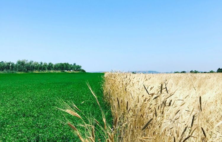 Il campo a Nocciano, in Abruzzo, dove Forno Brisa coltiva il proprio grano
