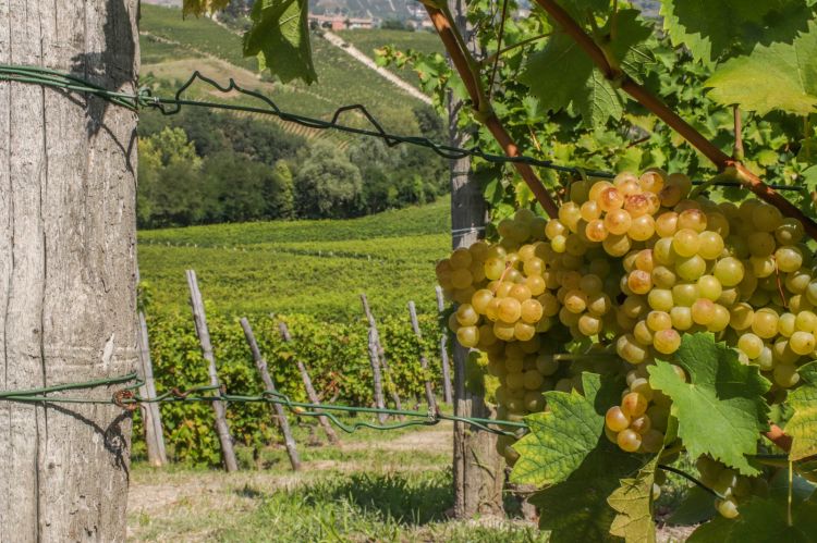 Uno scorcio delle suggestive vigne di Canelli, in provincia di Asti
