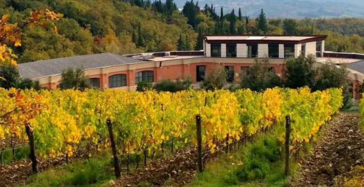 I vigneti attorno alla cantina