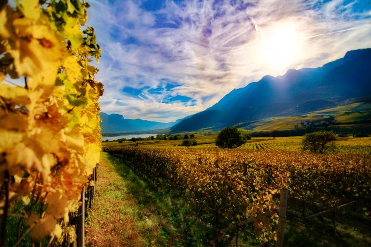I vigneti dell'Alto Adige