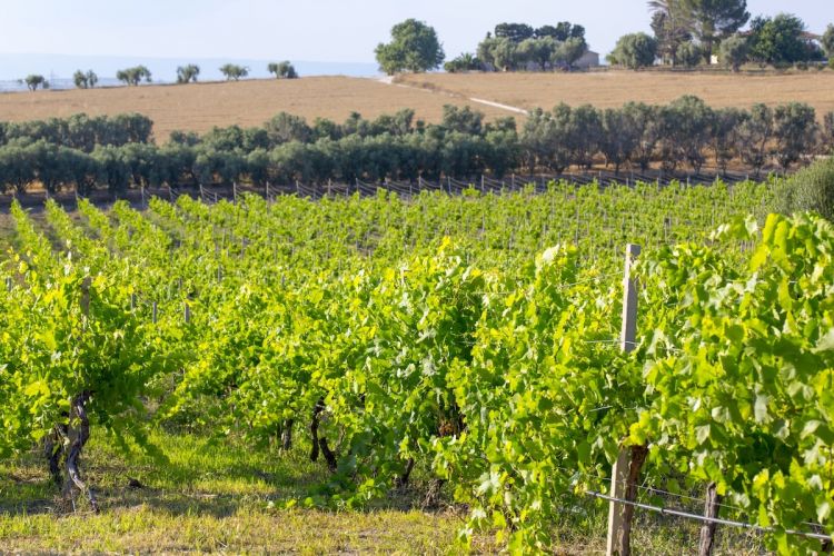 I vigneti di Cantina Marilina