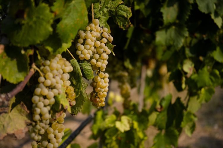 Grappoli di Grecanico