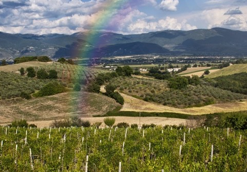 I vigneti di Cantina Ninni a Spoleto
