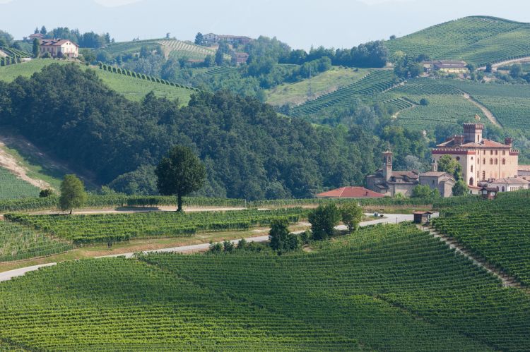 Il vigneto di Cannubi
