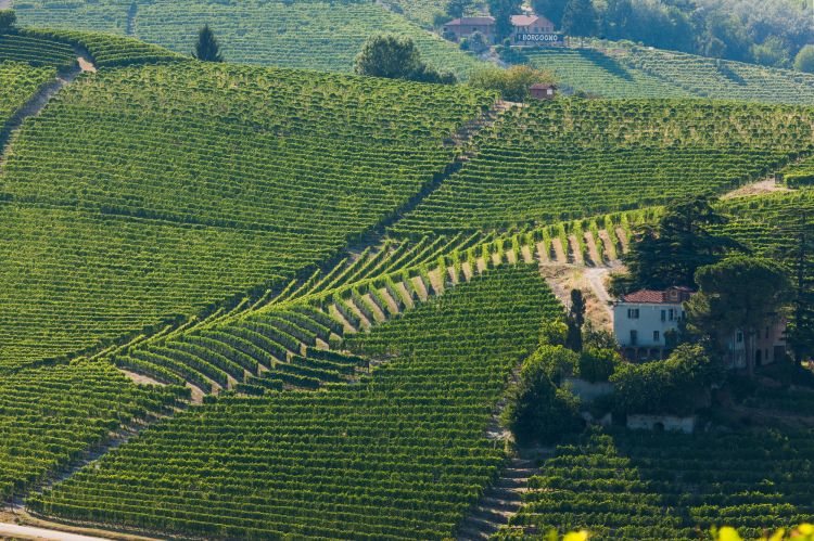 Un'altra immagine del vigneto di Cannubi