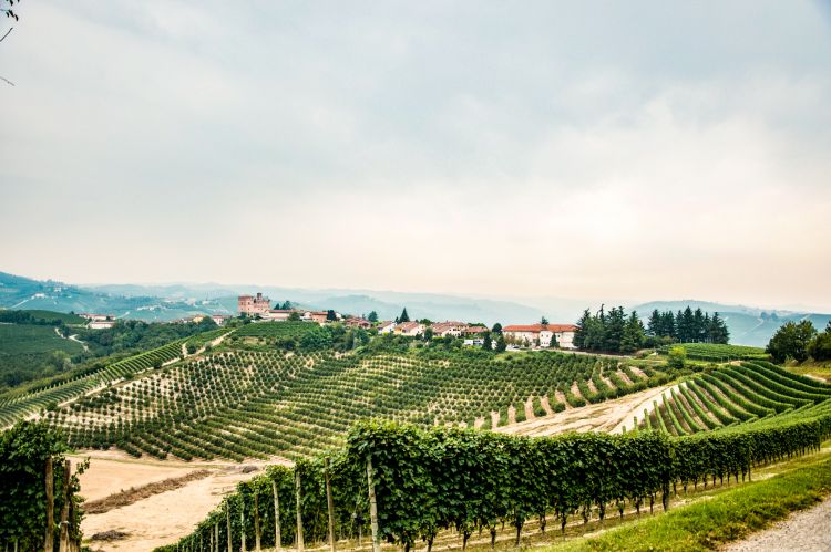 Il vigneto di Raviole
