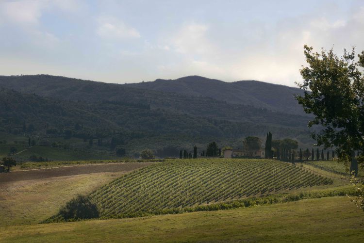La vigna Contessa Luisa
