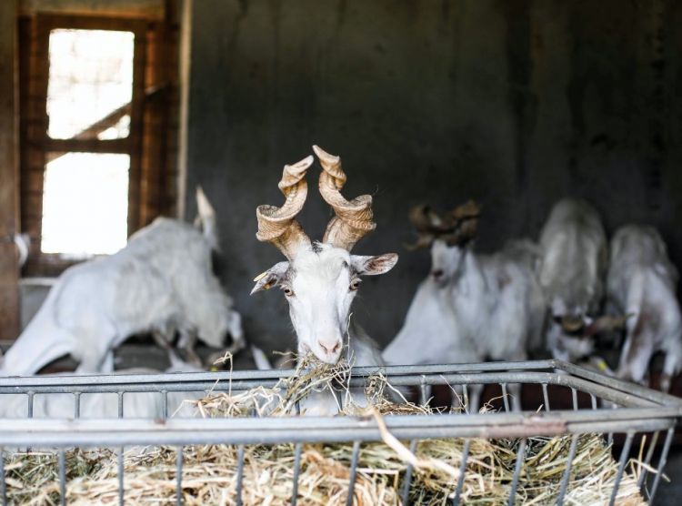 Capre girgentane alla Fattoria Borrello
