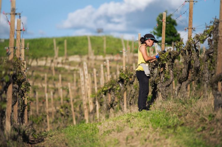 I vigneti della nuova realtà