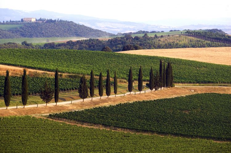 «La nostra zona è particolarmente favorevole per il Sangiovese»
