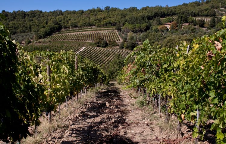 Un'immagine dei vigneti di Castellare di Castellina
