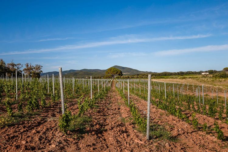 Una bella immagine dei vigneti
