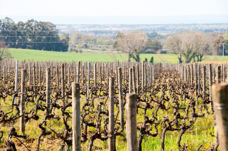 I vigneti di Castello del Terriccio
