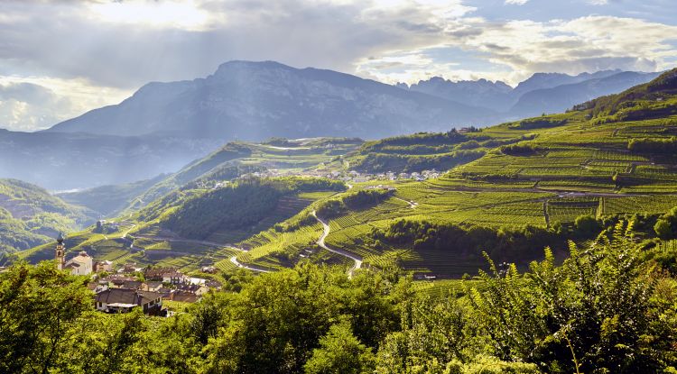 Cembra Cantina di Montagna è una cooperativa cost