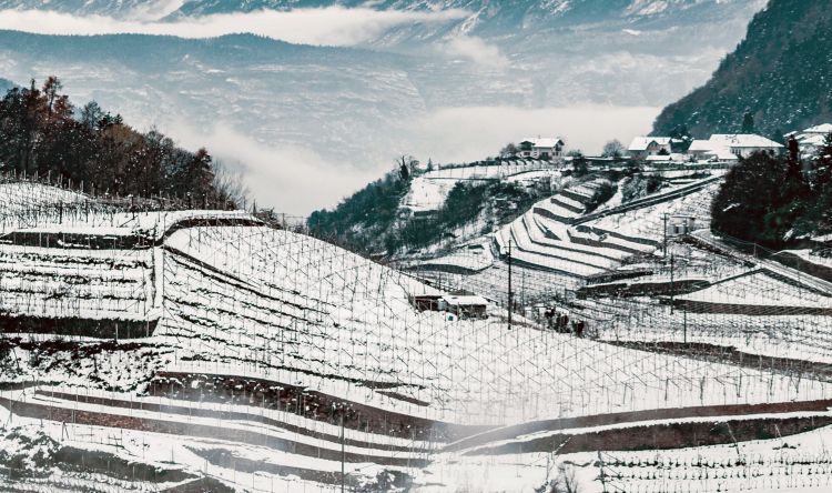 Una suggestiva immagine dei vigneti innevati
