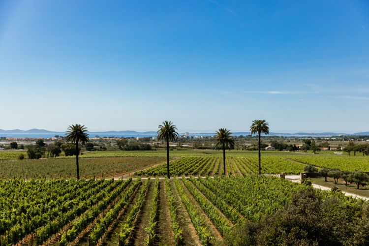 Château Galoupet - La tenuta
