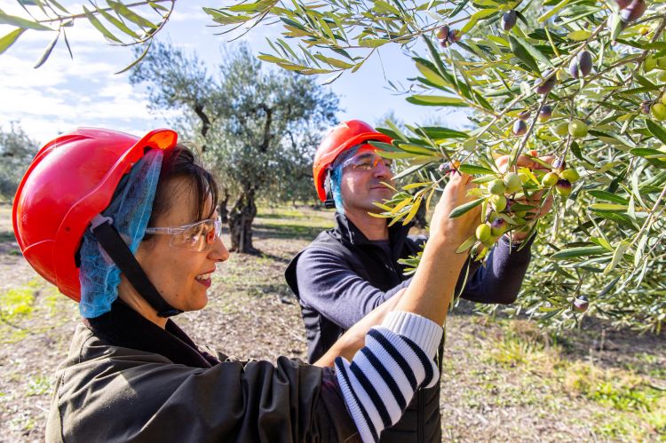 Fabio Pisani alla raccolta delle olive della tenuta Le 4 Contrade di Andria