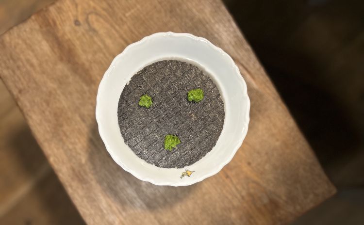 Cialda di seppia sporca, seppia in zimino (seppia cotta con tutte le sue interiore insieme alla bieta), salsa verde di erbe selvatiche
