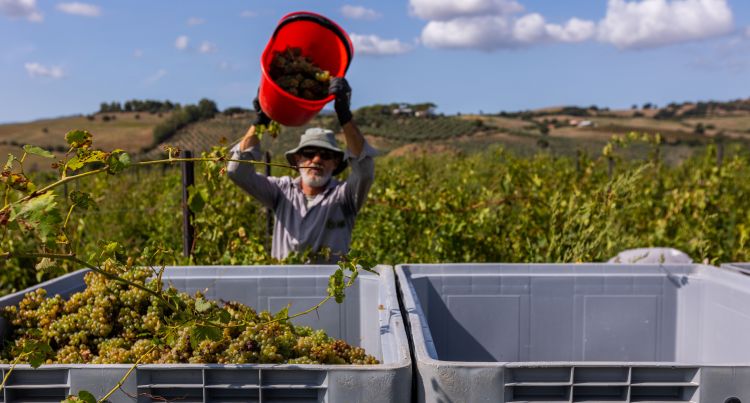 Un momento della vendemmia