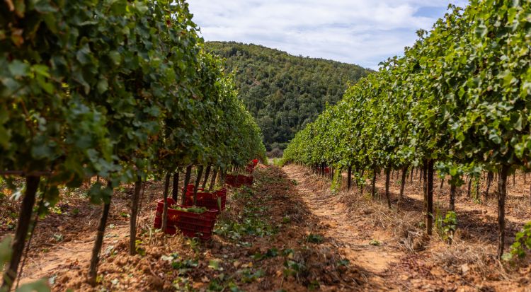 Vini in Maremma: la Toscana non è solo Sangiovese