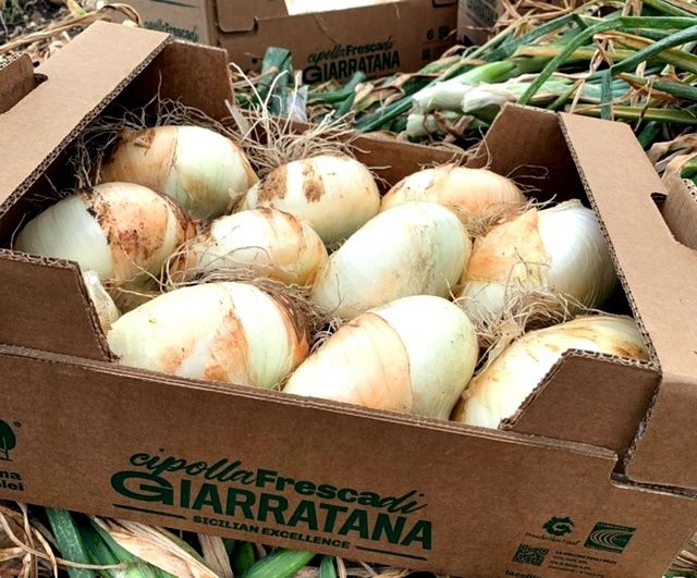 Sweet Giarratana onion 
