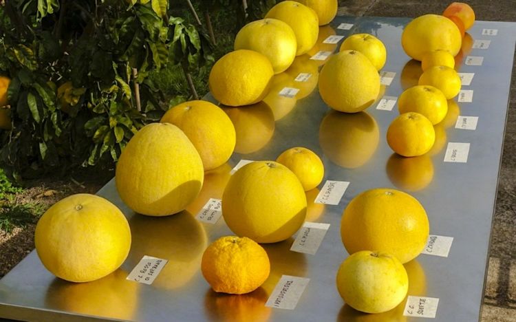 Alcuni agrumi della&nbsp;Todol&iacute; Citrus Fundaci&oacute;
