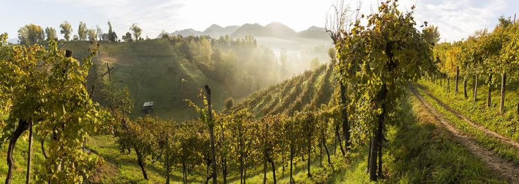 Un'affascinante immagine dei vigneti, che mostra anche le pendenze
