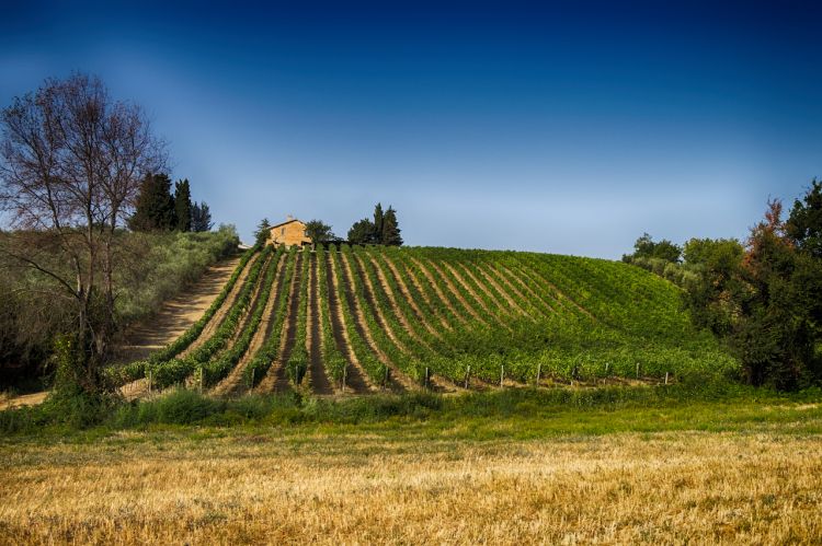 Le Colline di Controguerra in Abruzzo
