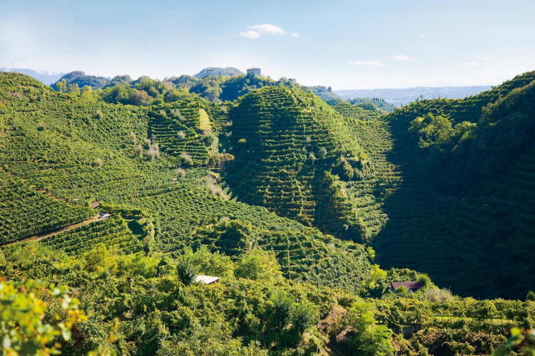 Le colline di Conegliano Valdobbiadene puntano al riconoscimento dell'Unesco
